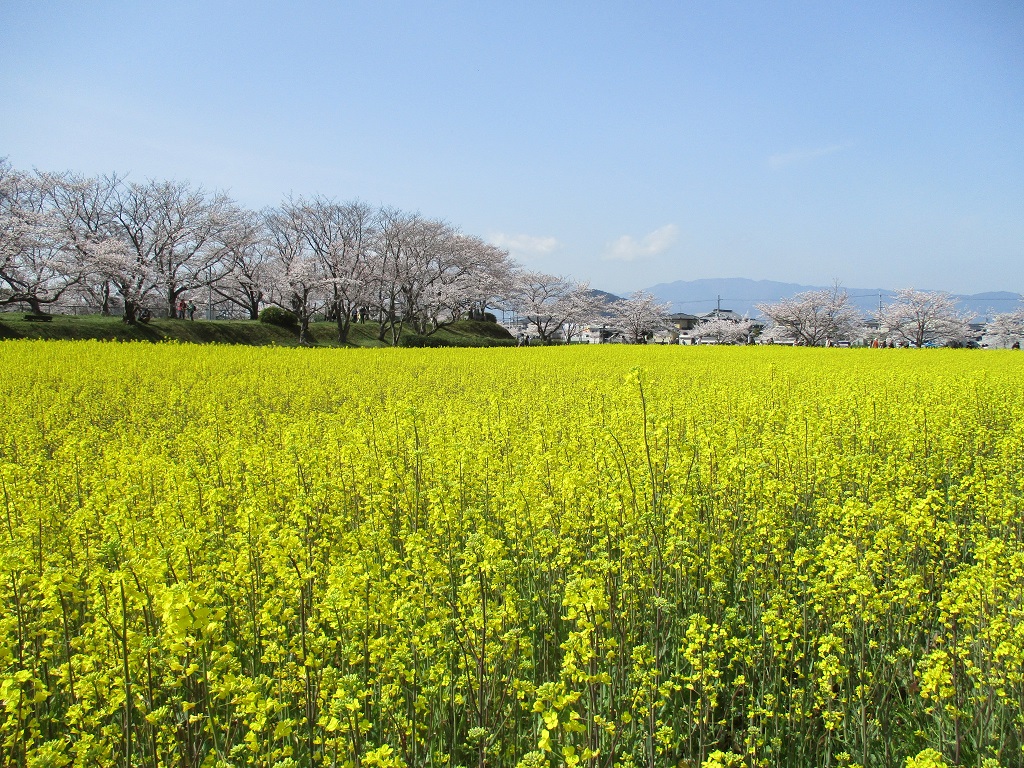 3月30日に撮影された、春ゾーン西側に咲く菜の花と桜の写真
