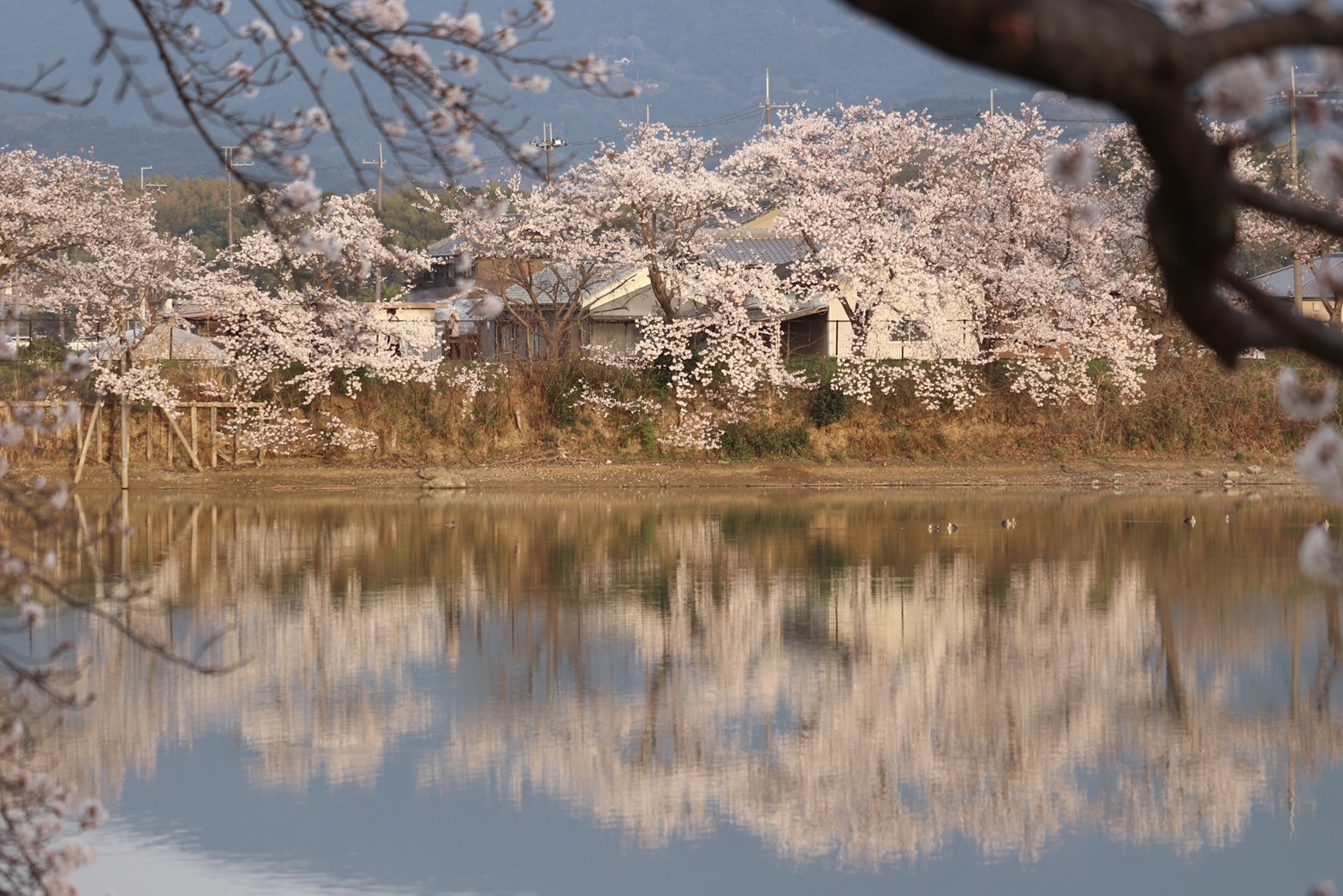 3月30日に撮影された、一番の見頃を迎えた醍醐池に咲く桜の写真
