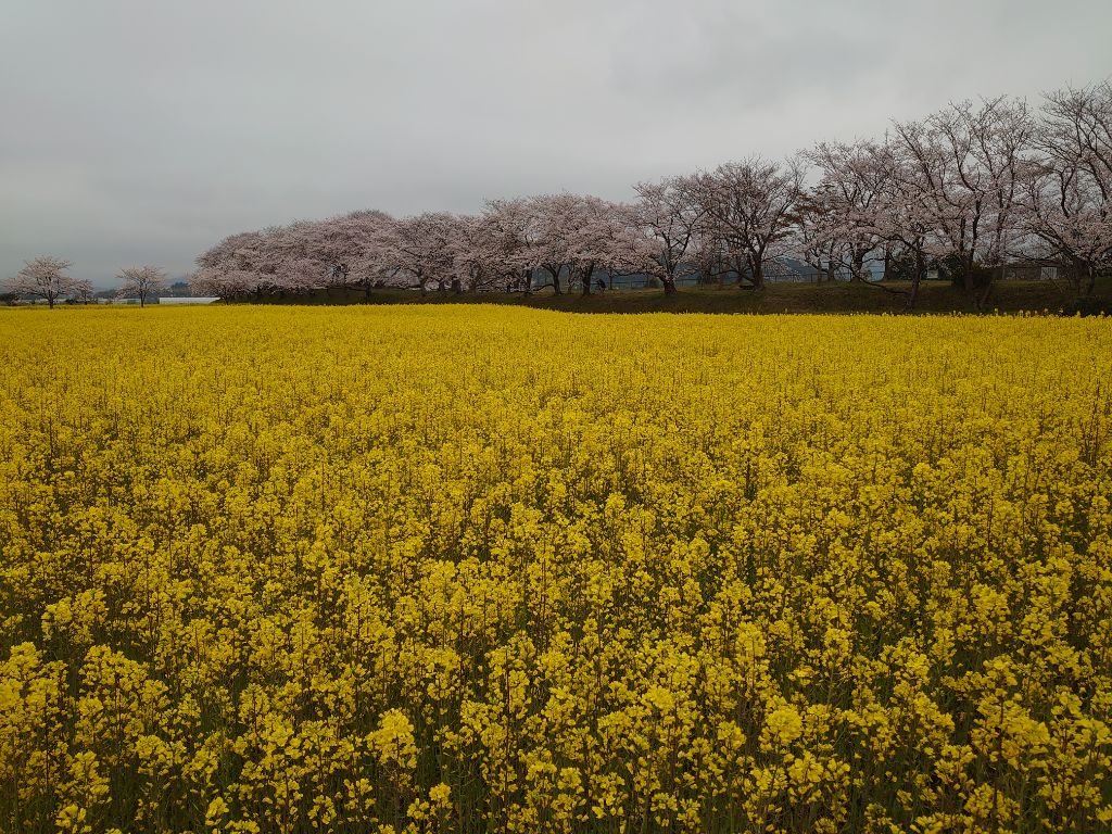 一番のピークを迎えた4月4日撮影時の藤原宮跡（春ゾーン西側）菜の花と桜の写真