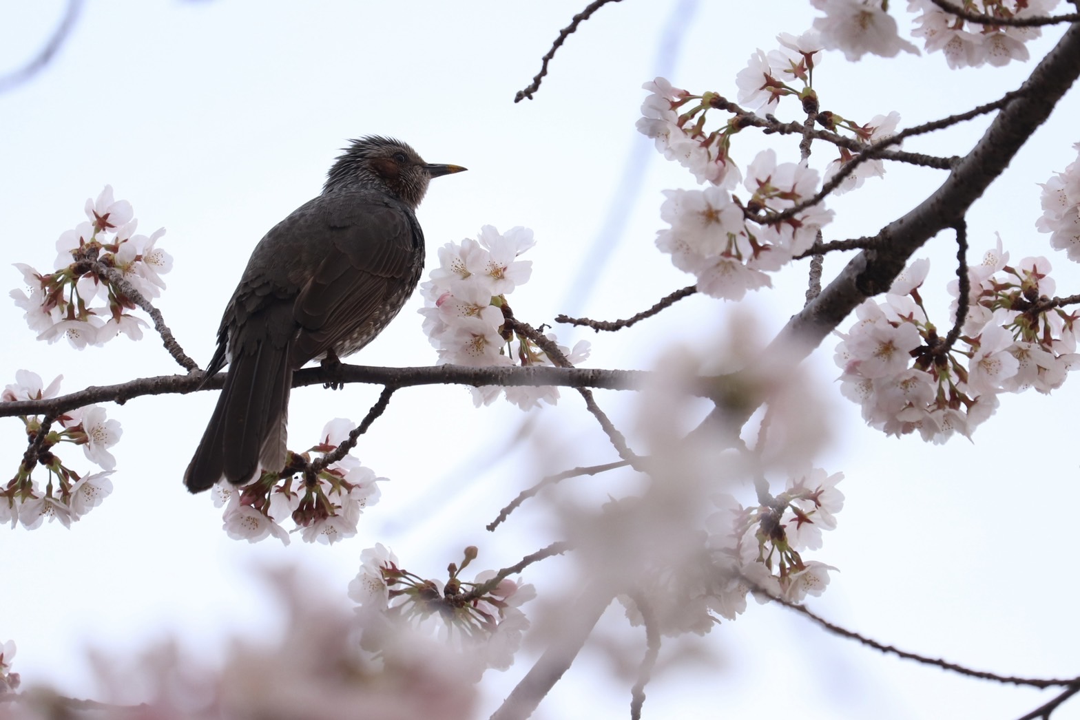 4月2日に撮影された、枝に鳥がとまり満開の花をつける桜の写真