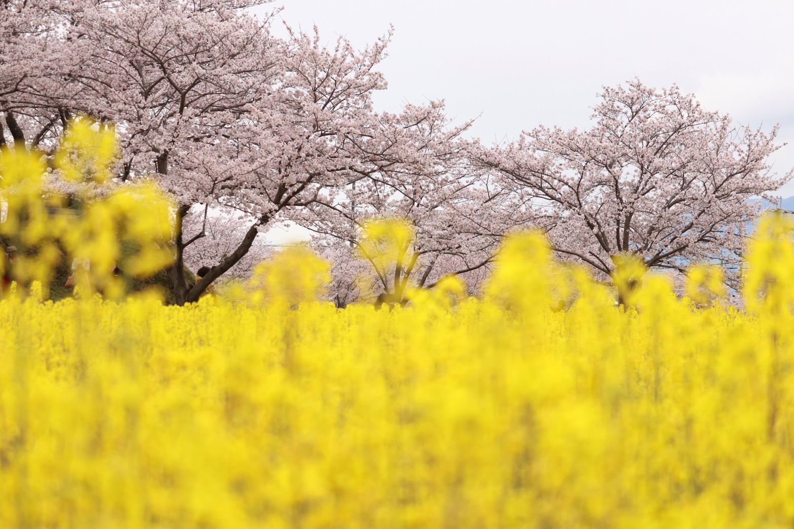 黄色い菜の花とピンク色の桜のコントラストが美しい4月3日撮影時の藤原宮跡（春ゾーン西側）の写真