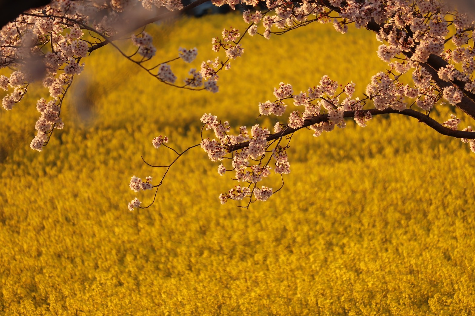 4月6日に撮影された、満開がつづく藤原宮跡の菜の花と桜の写真