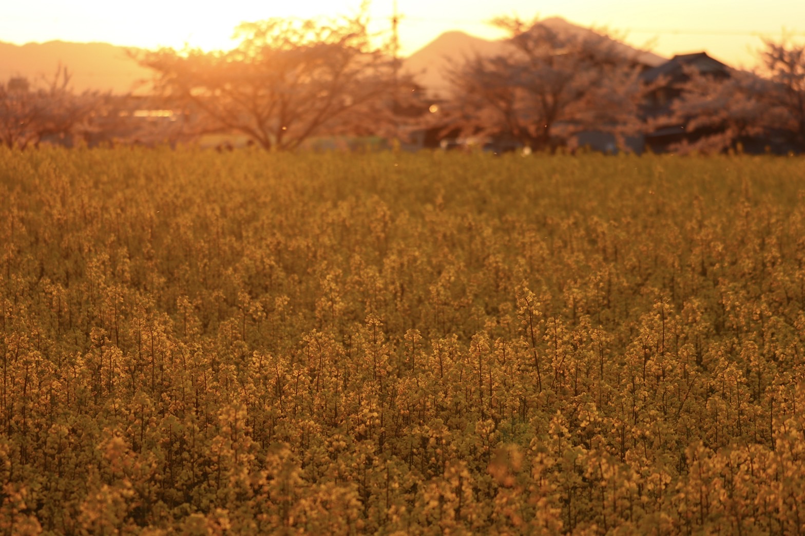 4月6日に撮影された、夕日を背に満開の花が咲く藤原宮跡の菜の花の写真