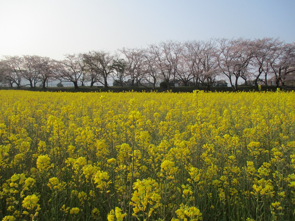 満開がつづく4月8日撮影時の藤原宮跡菜の花（春ゾーン）西側の写真