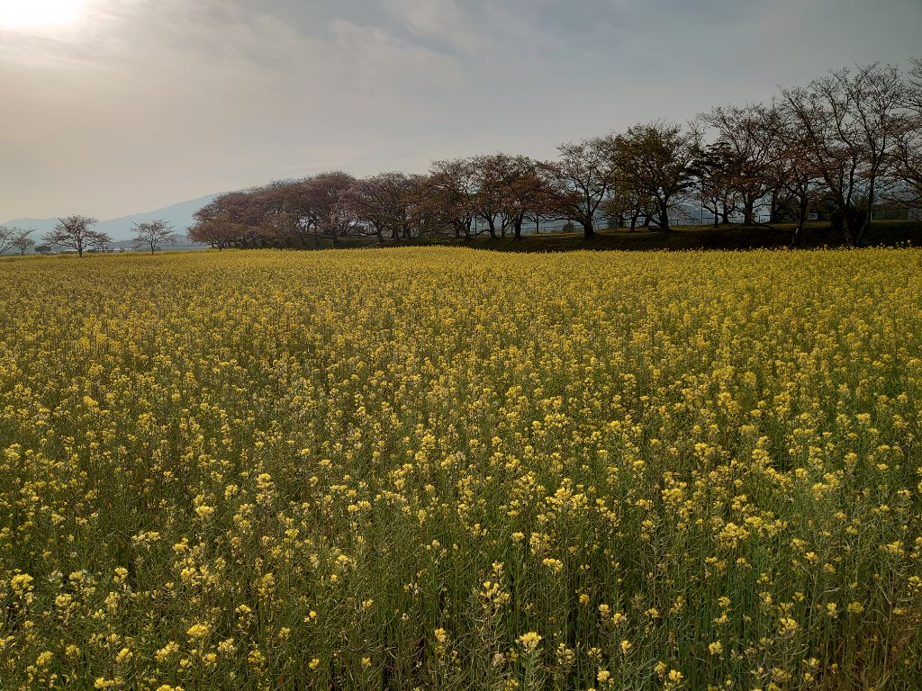 少しずつ散り始めた4月11日撮影時の藤原宮跡菜の花（春ゾーン）西側の写真