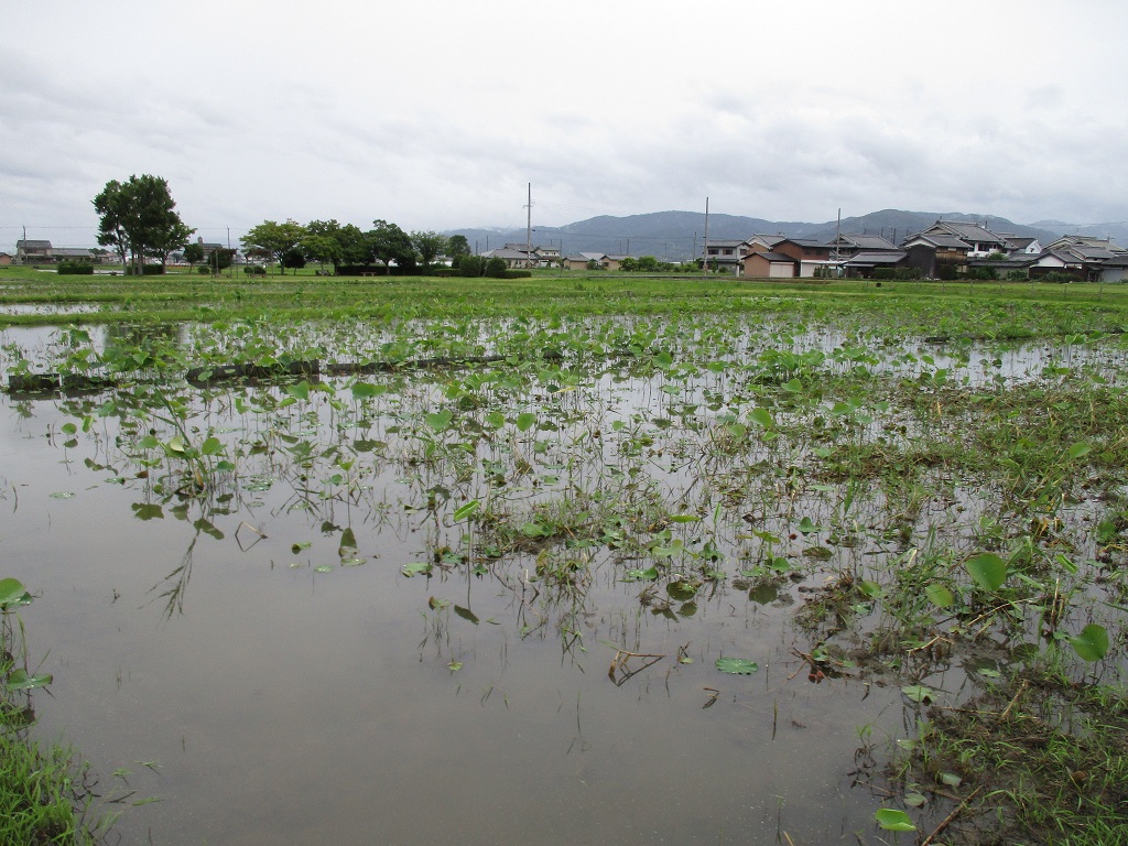 曇り空の中水面から蓮の葉が出て来ている様子を写した6月14日の写真