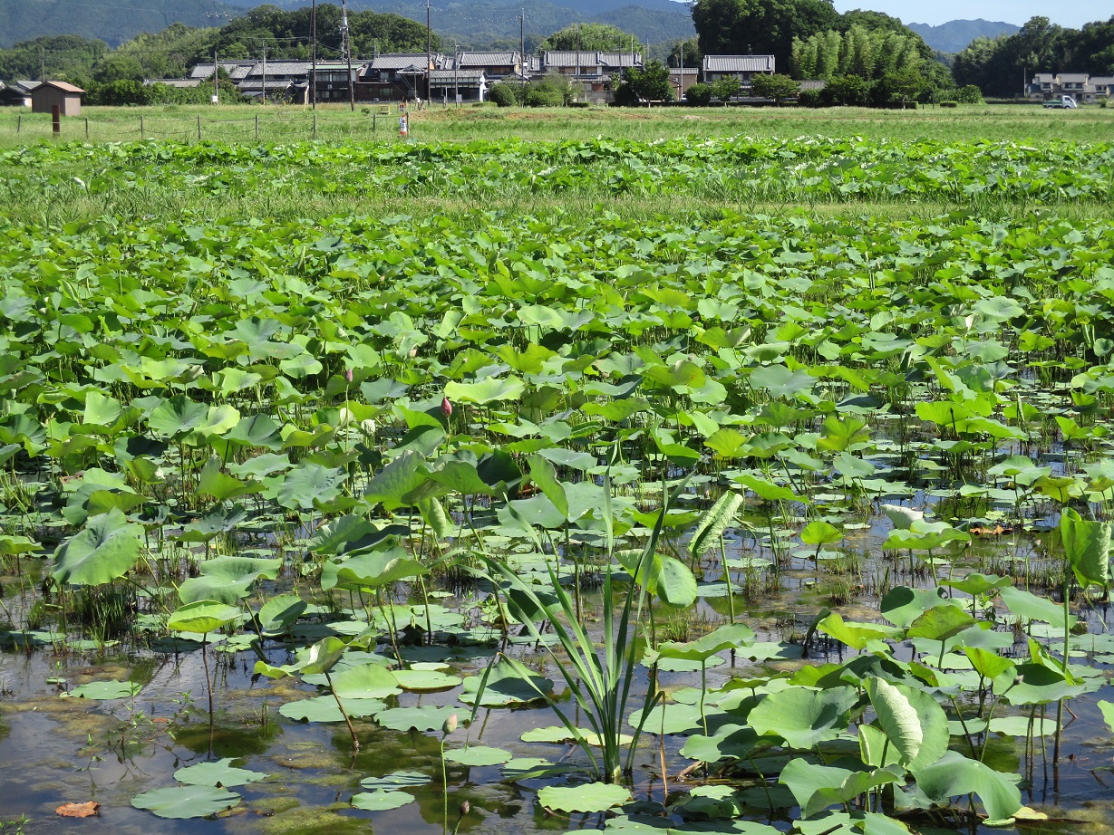 綺麗な緑が水面に映り、少しずつつぼみが出てきた6月28日のハスハナの様子の写真