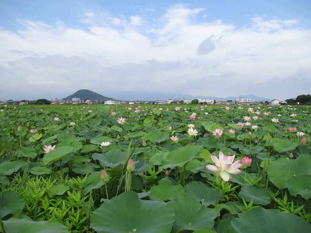 花の数も増えてきてもうすぐ見ごろを迎えるハスハナの7月8日の様子の写真