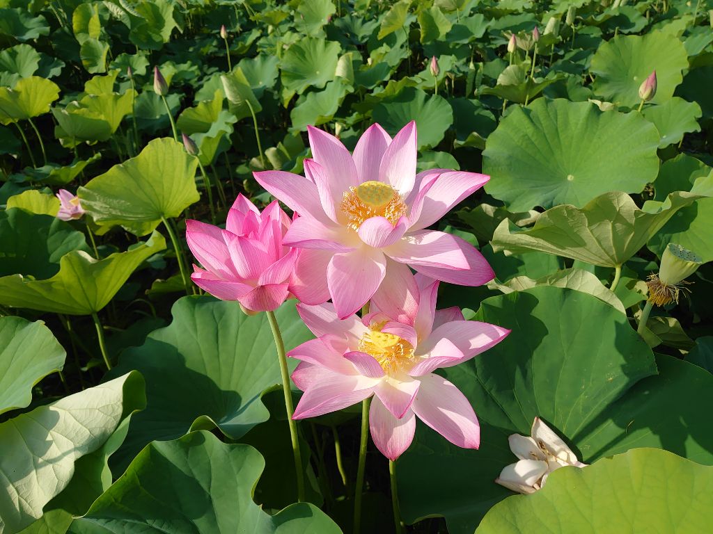ピンク色の花がとてもきれいに映っているハスハナの拡大写真