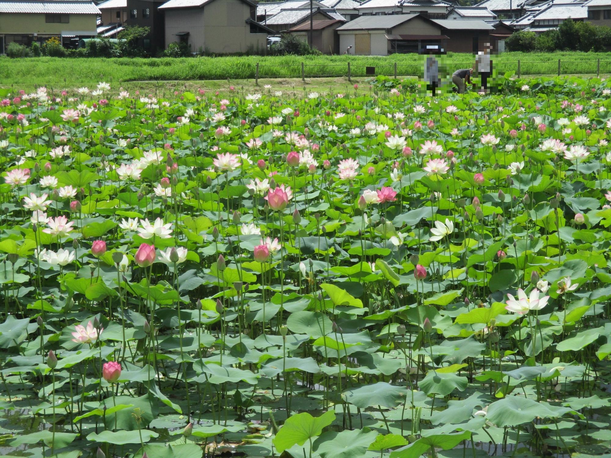 ハスハナの花がたくさん咲き、見ごろを迎え多くの人が楽しむ7月13日の様子の写真