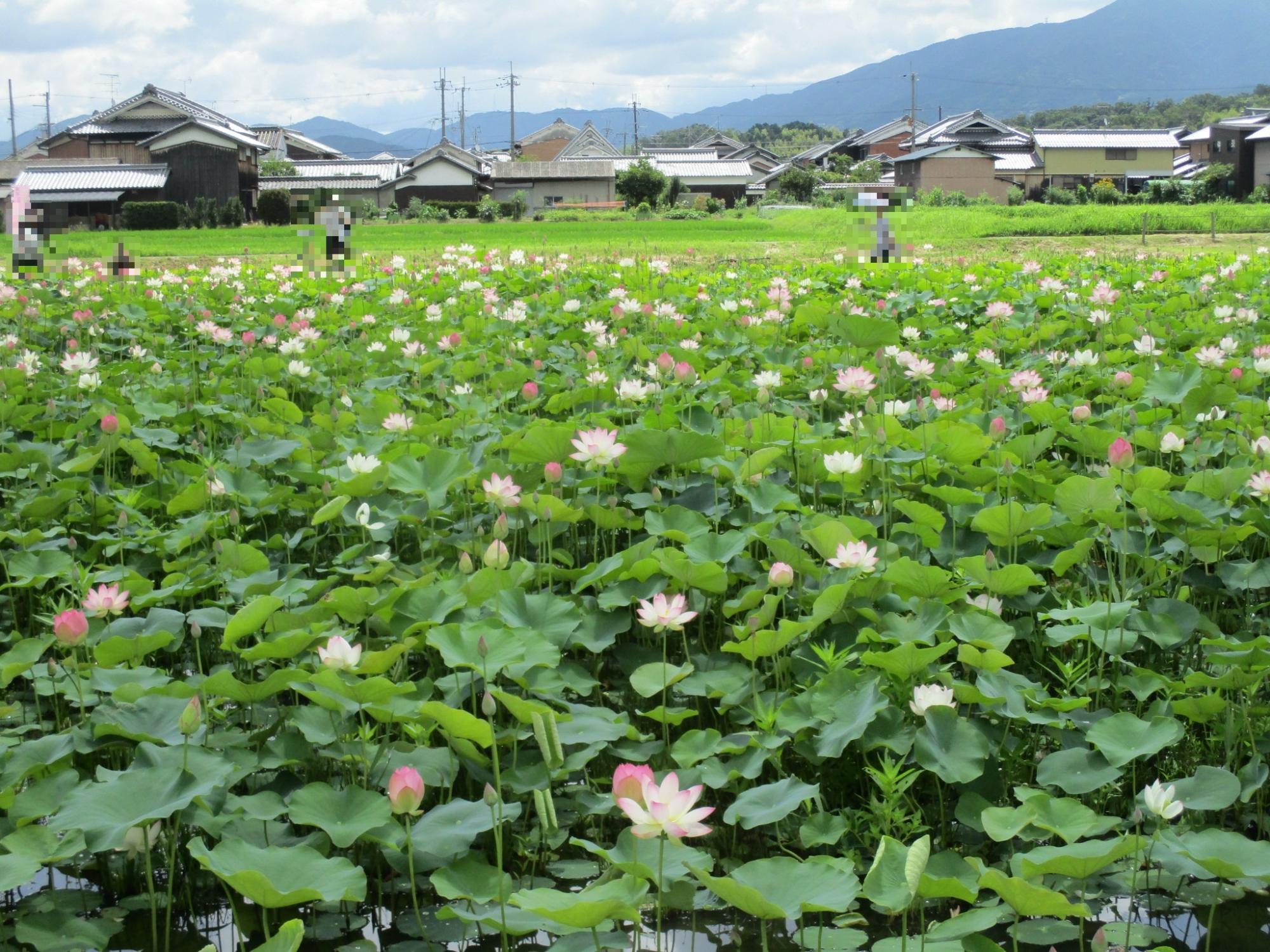 晴天の中ハスハナの花が見ごろを迎え多くの人が楽しむ様子が映っている写真