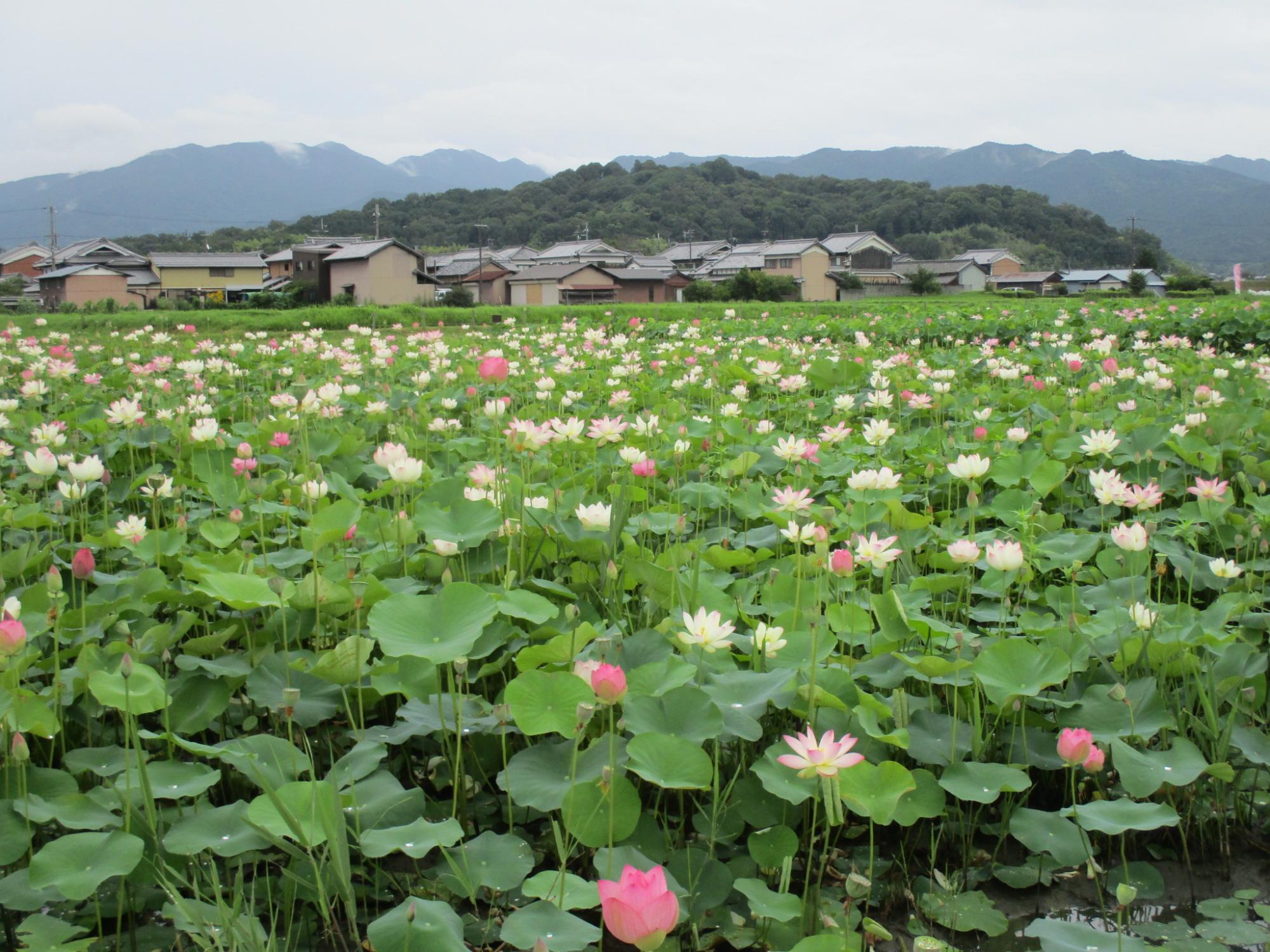 7月19日、曇天の中綺麗な花を咲かせるハスハナの様子の写真