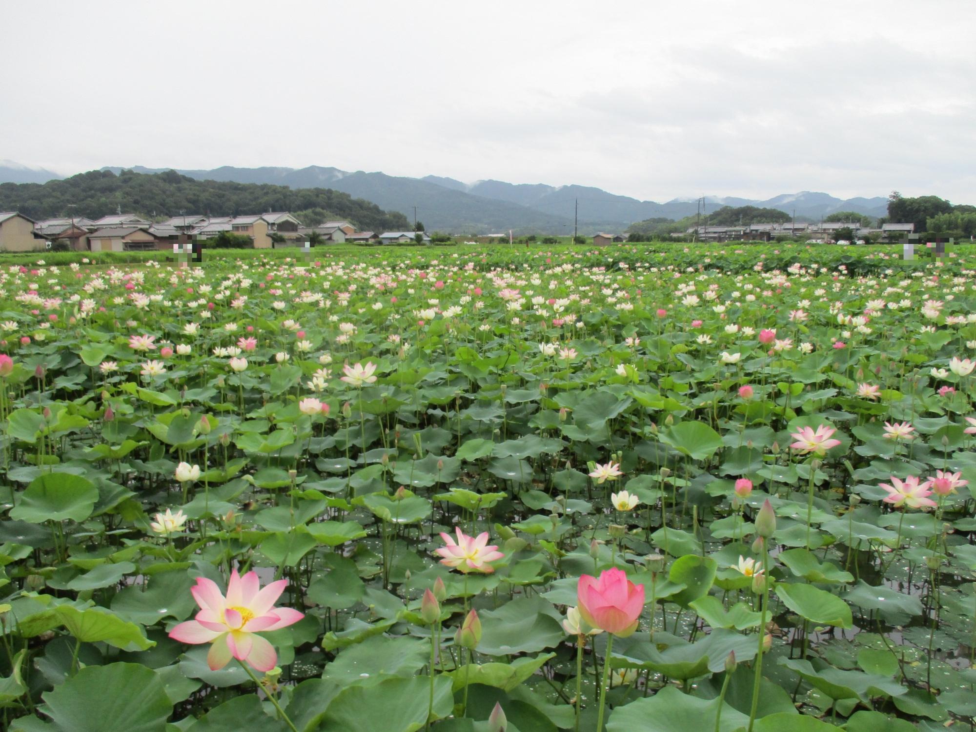 曇天の中満開が近づき濃いピンクや淡いピンクの花が咲いているハナハスの写真