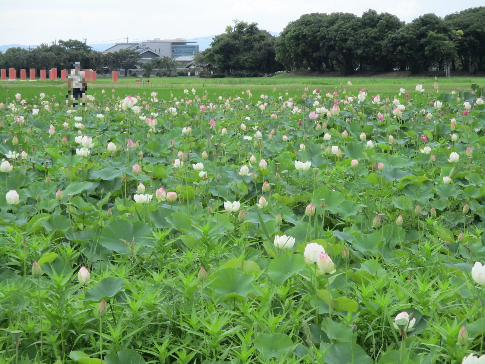 曇天の中淡いピンクや濃いピンク、白色の花が沢山咲いている満開を迎えたハナハスの写真