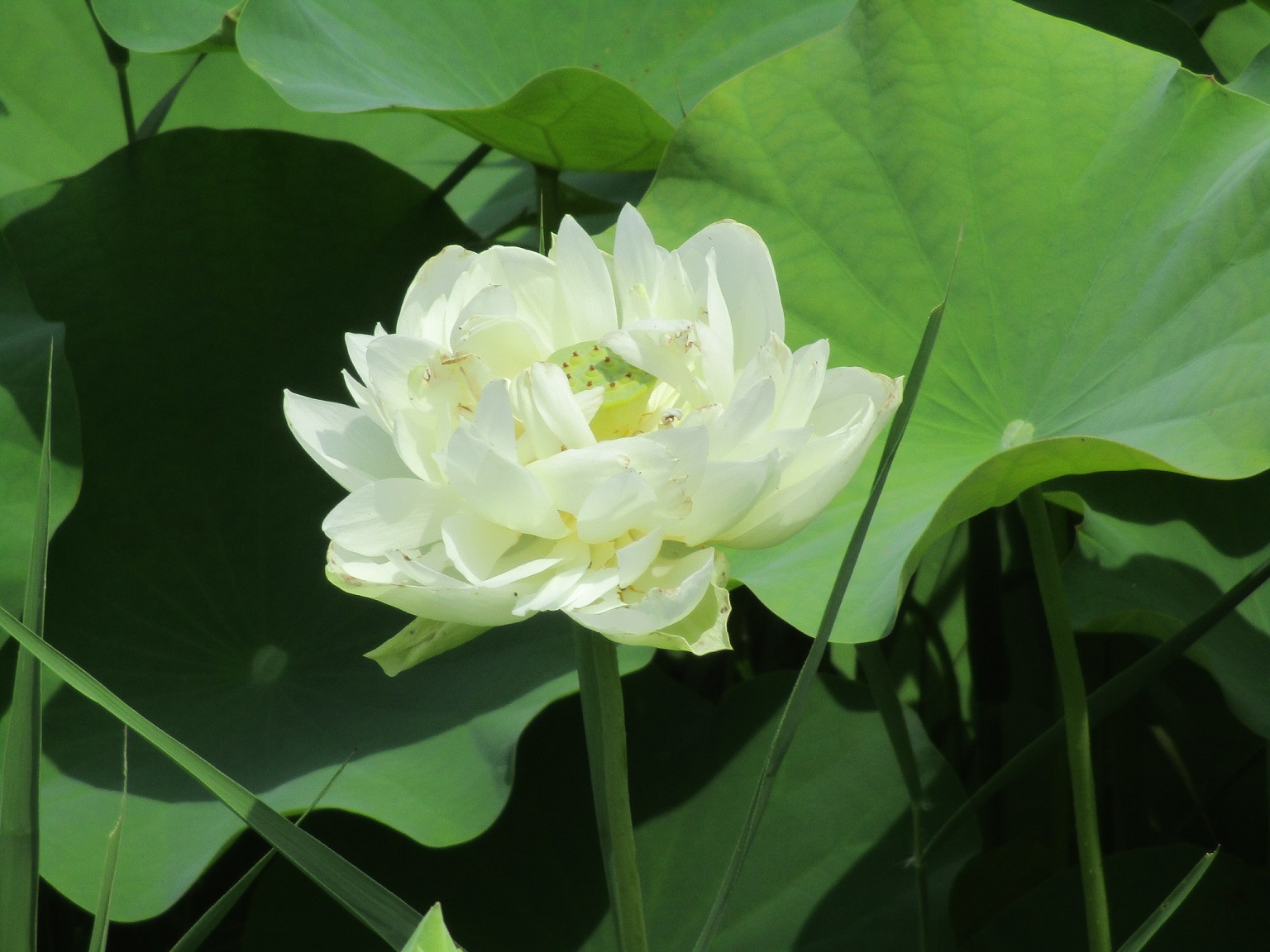 白い花がとても綺麗に咲いている所を鮮明にとらえているハスハナの拡大写真