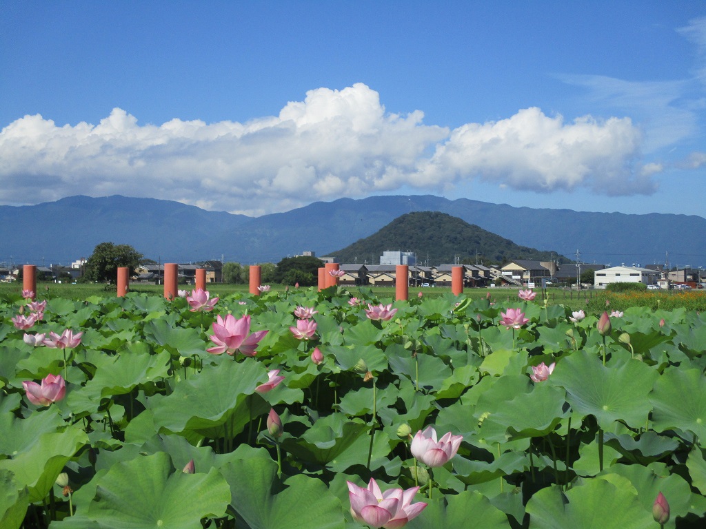 晴天の中ピンク色の綺麗な花が咲いているハスハナの7月28日の様子の写真