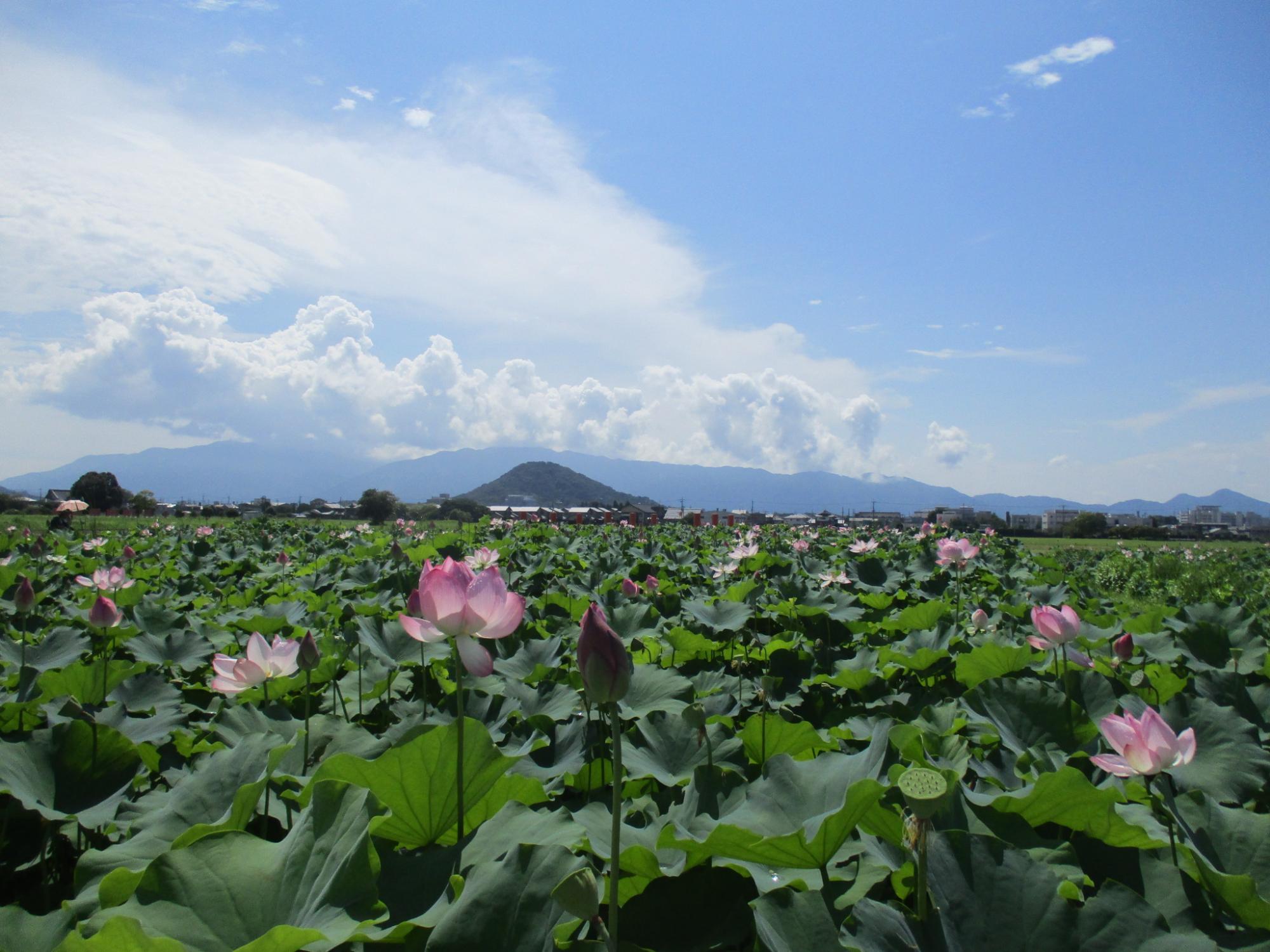 晴天の中満開を迎えピンク色の花がたくさん咲いている、中、南ゾーンのハナハスの写真