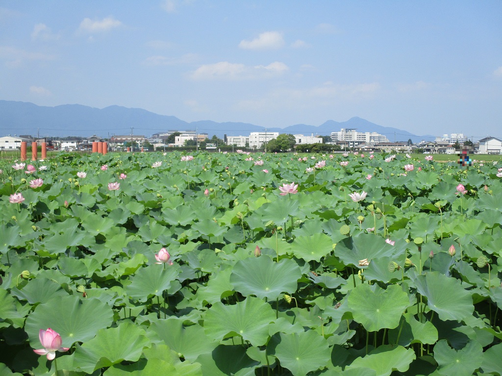 晴天の中ピンク色の花や若いつぼみもありまだ見ごろが続いている蓮ゾーンの写真