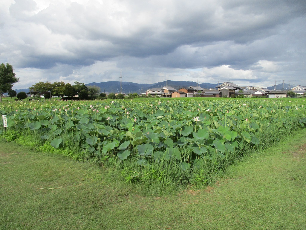 見ごろを過ぎ花が一部の場所にしか咲いていない8月12日のハナハスの写真