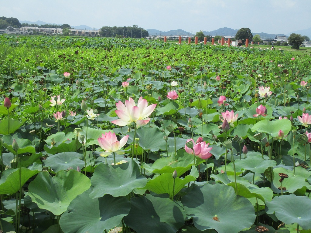 晴天の中ほぼ花が落ちてしまい緑が目立つ中綺麗に咲く蓮の花の写真