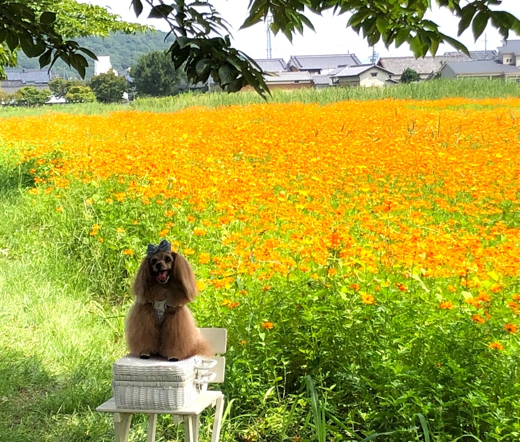 左側前面に白い椅子、その上に白いトランクス、その上に犬が舌を出して座っており、その背景に花が満開で写っている、8月15日のキバナコスモス(夏ゾーン)の様子。