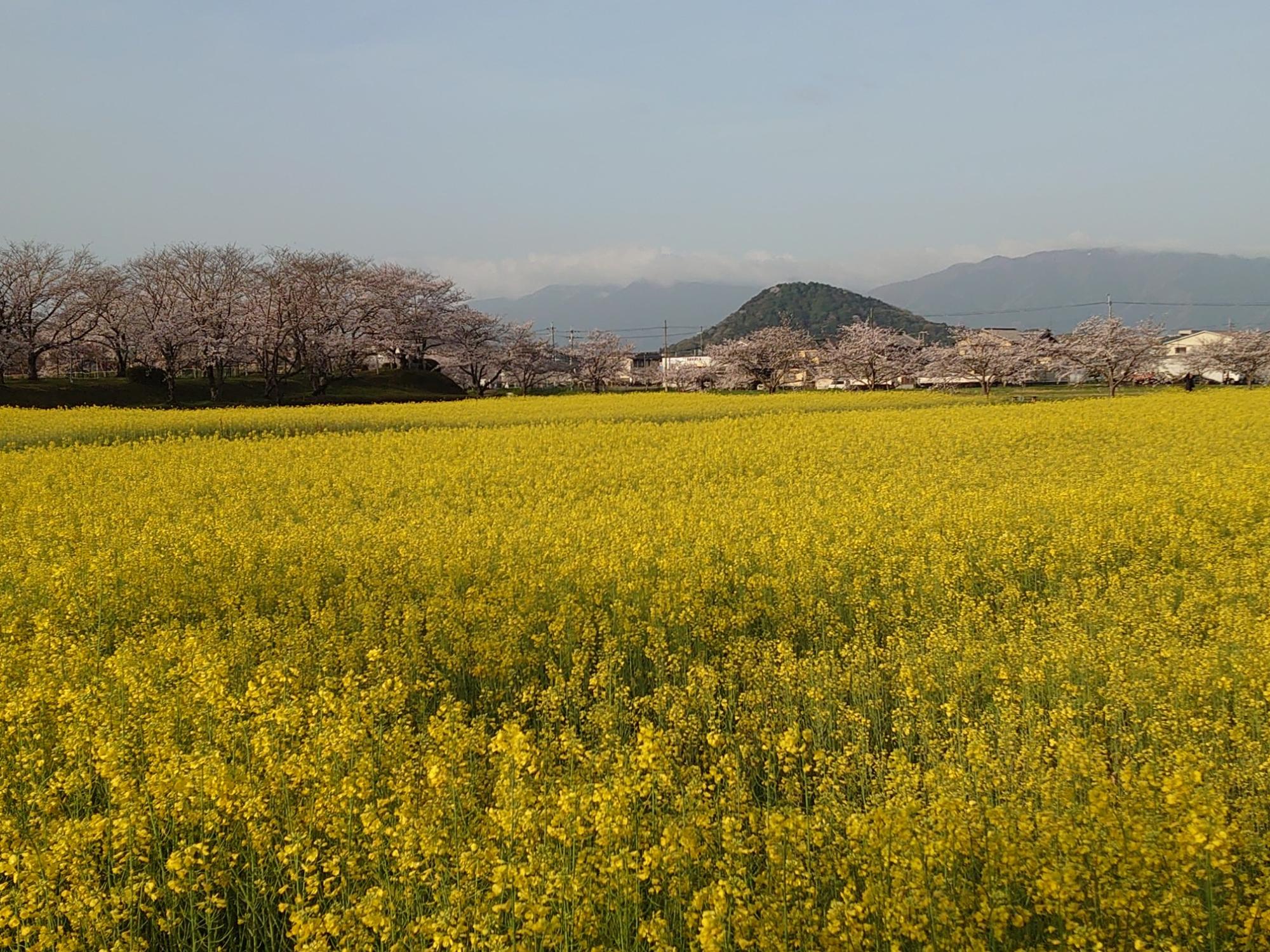 3月27日藤原宮跡菜の花と桜が満開の写真