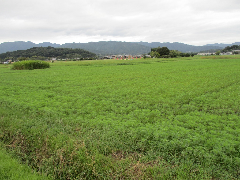 9月21日開花前のコスモスの様子の写真