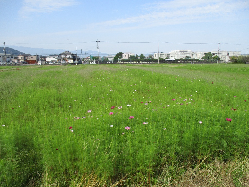 9月27日遊歩道北側のコスモスの様子の写真