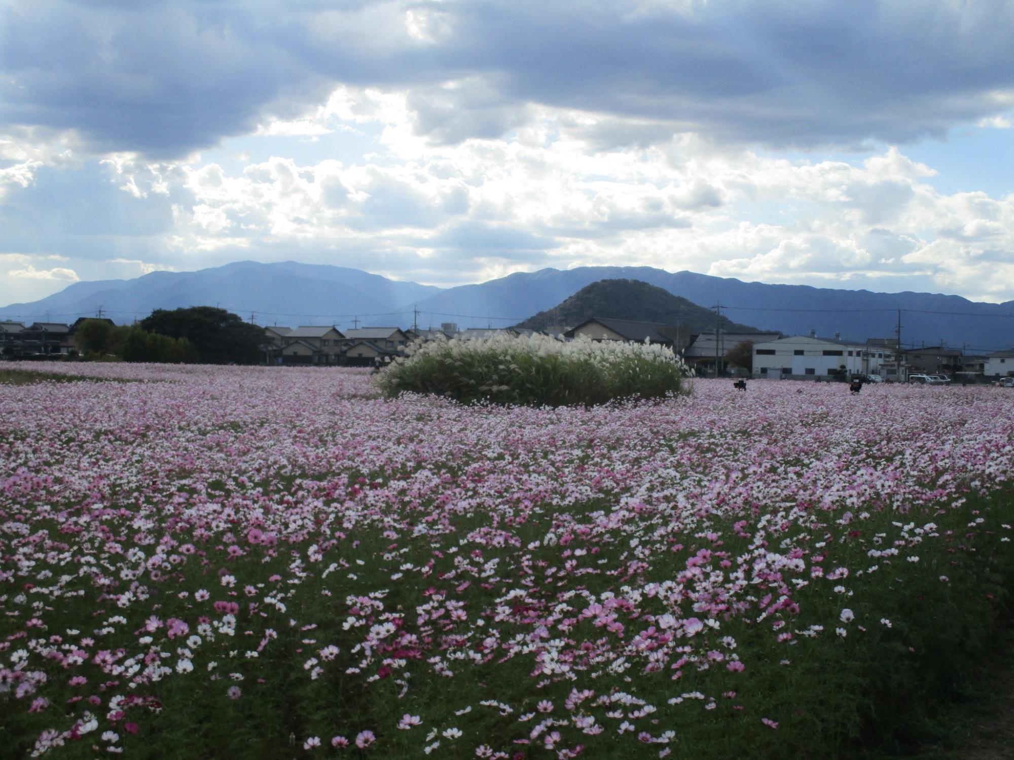 10月25日真ん中に白い背の高い花がある位置で撮影したコスモスの様子の写真