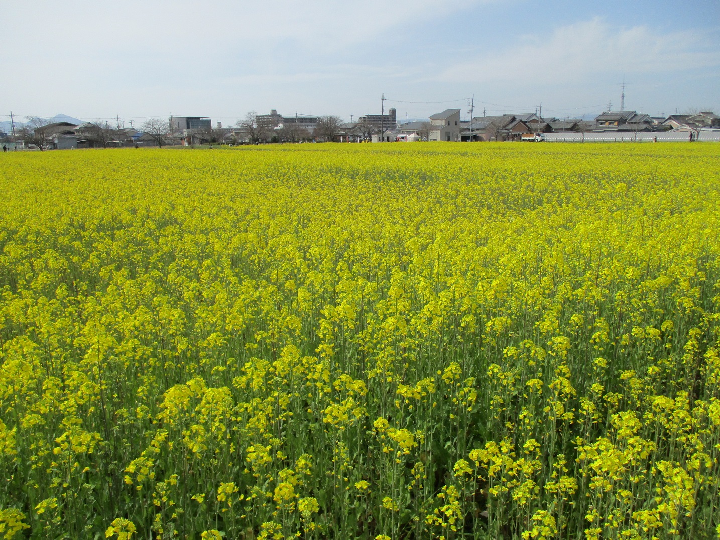 3月20日藤原宮跡菜の花2