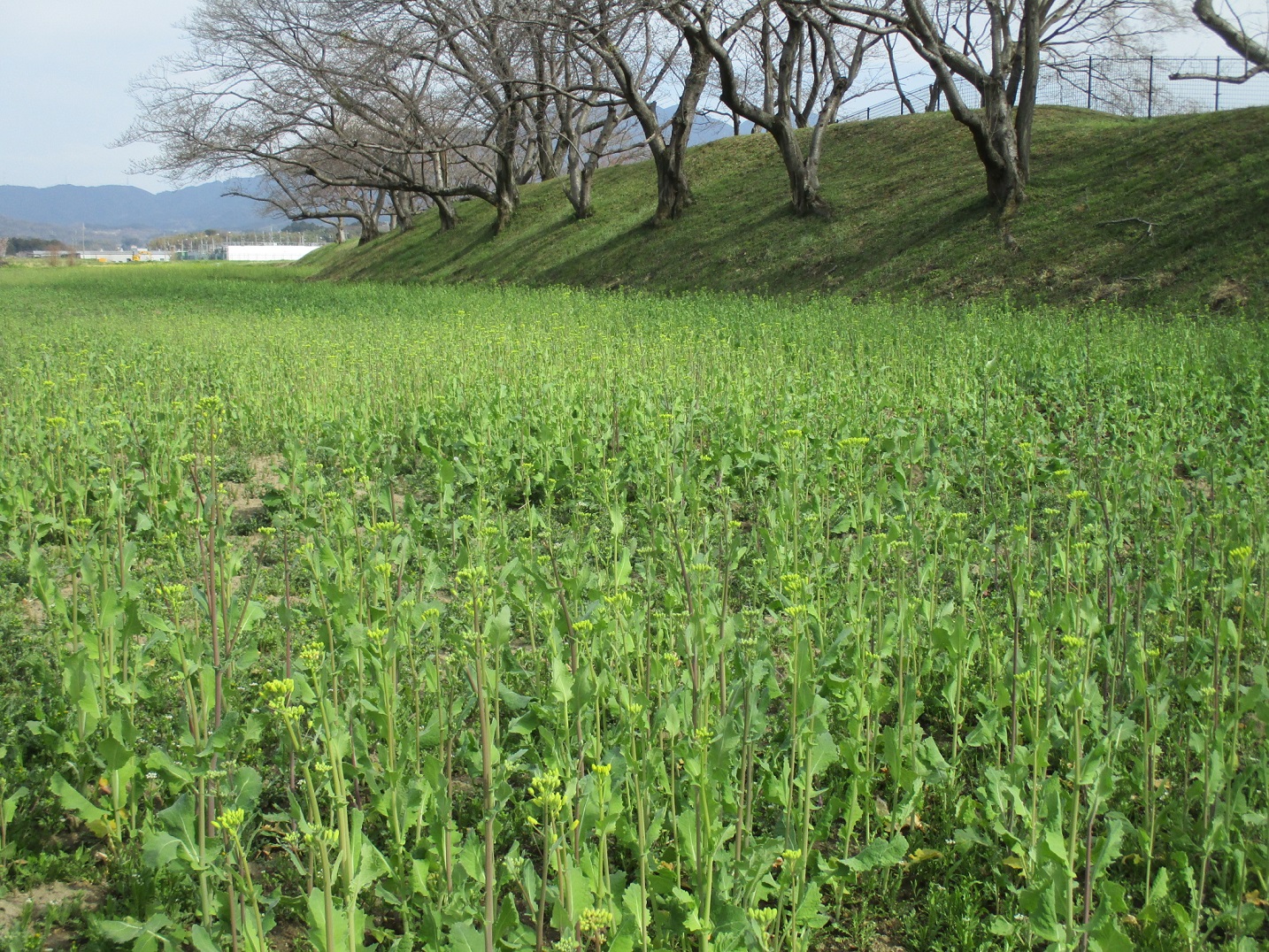 3月20日藤原宮跡菜の花1