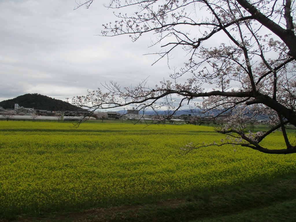 3月24日藤原宮跡菜の花2