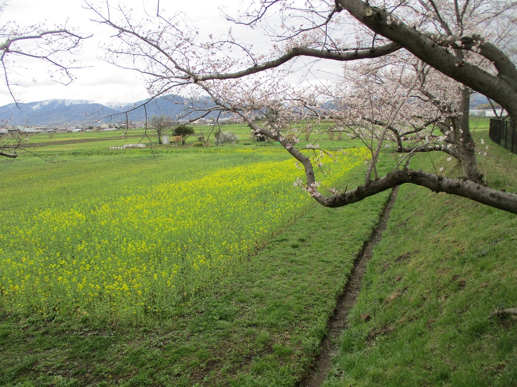 3月24日藤原宮跡菜の花1