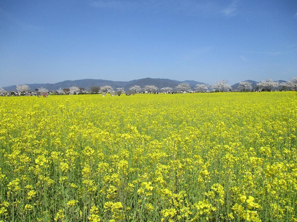 3月29日藤原宮跡菜の花2