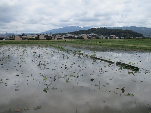 6月13日藤原宮跡蓮ゾーン写真2