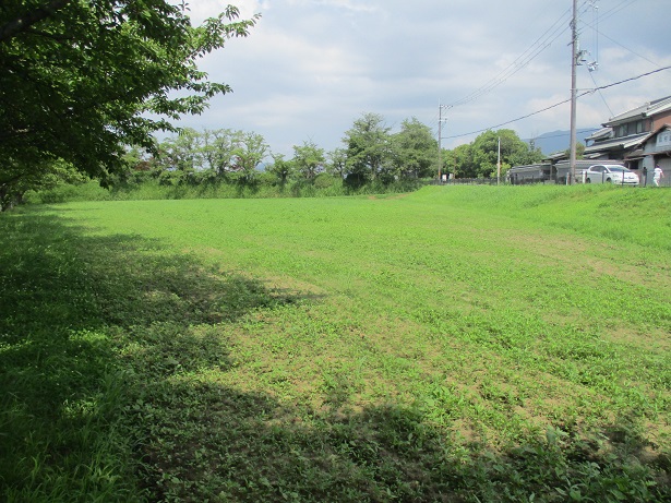 藤原宮跡のキバナコスモス写真0711-2