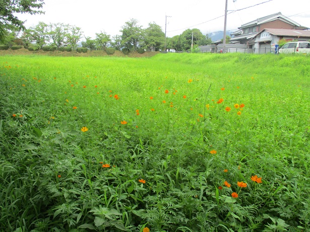 藤原宮跡のキバナコスモス写真0807-2