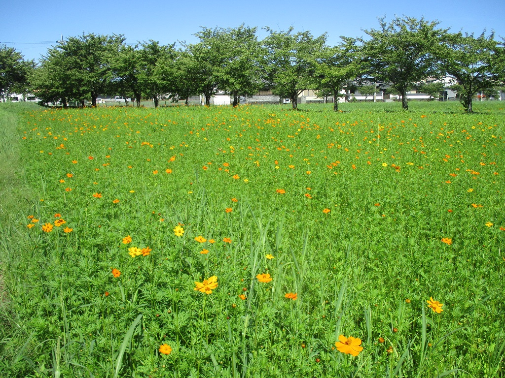 藤原宮跡のキバナコスモス写真0810