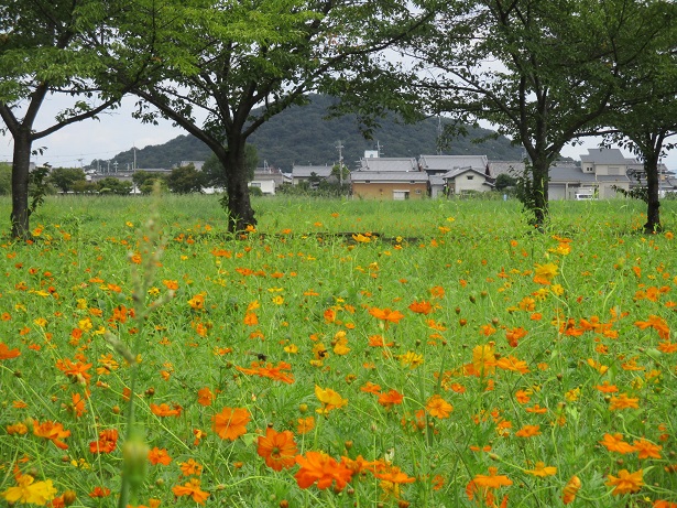 藤原宮跡のキバナコスモス写真0816-2