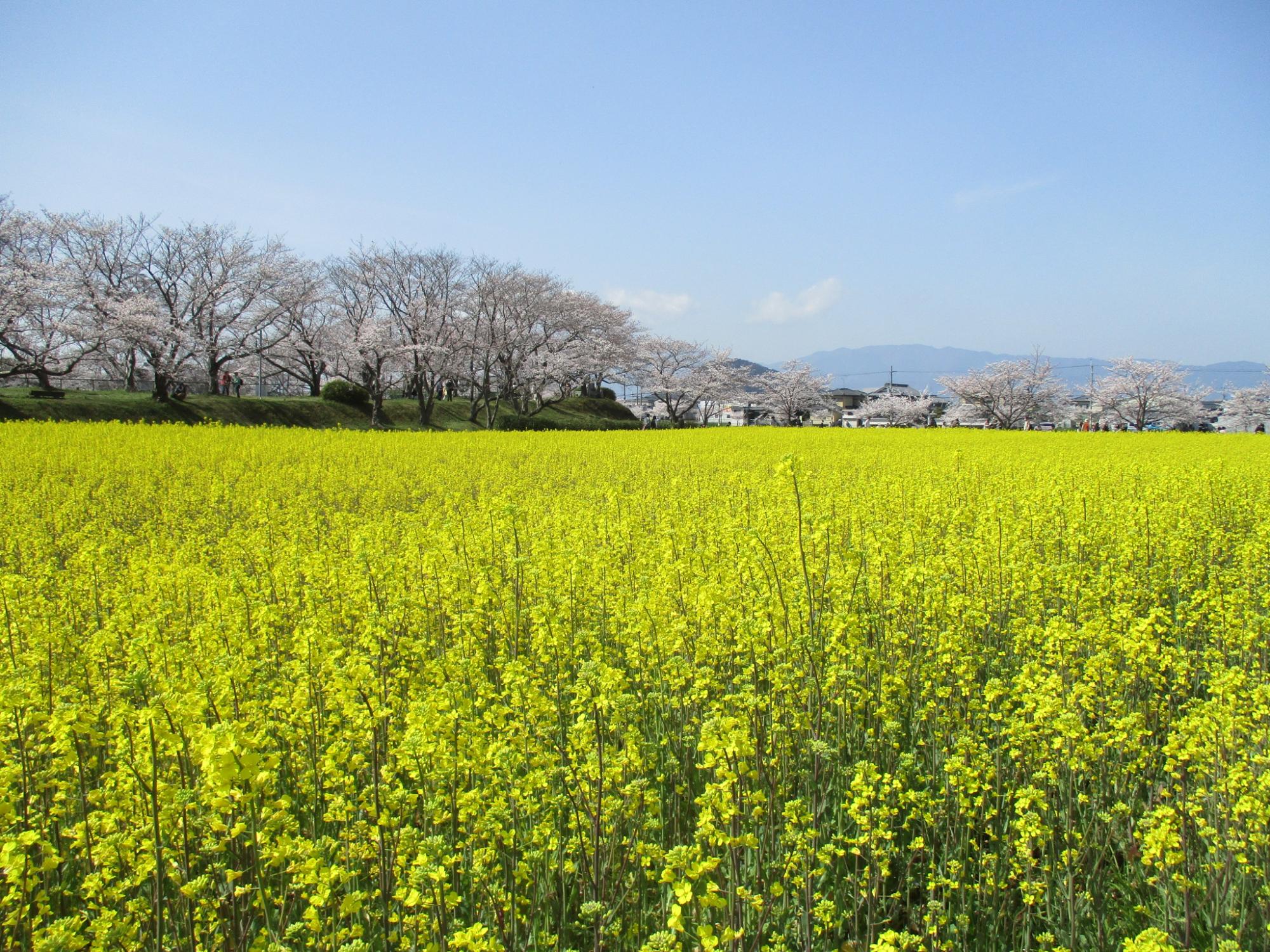 藤原宮跡の満開の菜の花と桜