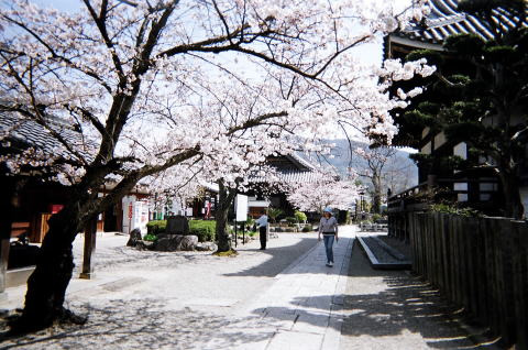 橘寺境内にて満開の桜が咲き誇っている写真