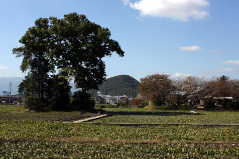 草が生えた土地の右に木に囲まれた茶色の大きな家が建ち、左に高い大きな木がある本薬師寺跡の写真