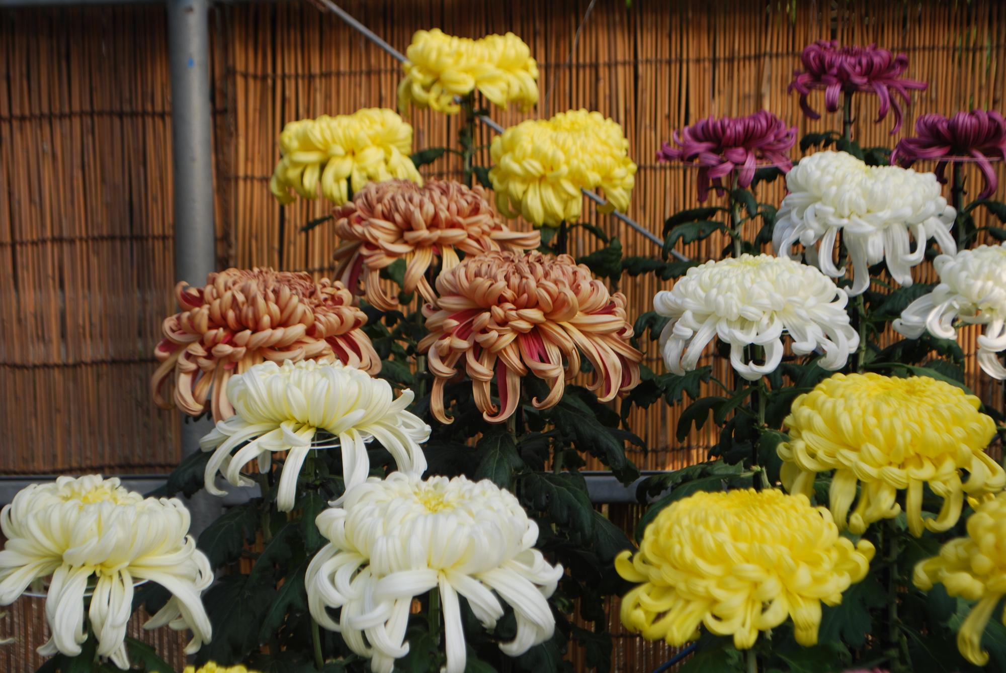 彩り菊の写真
