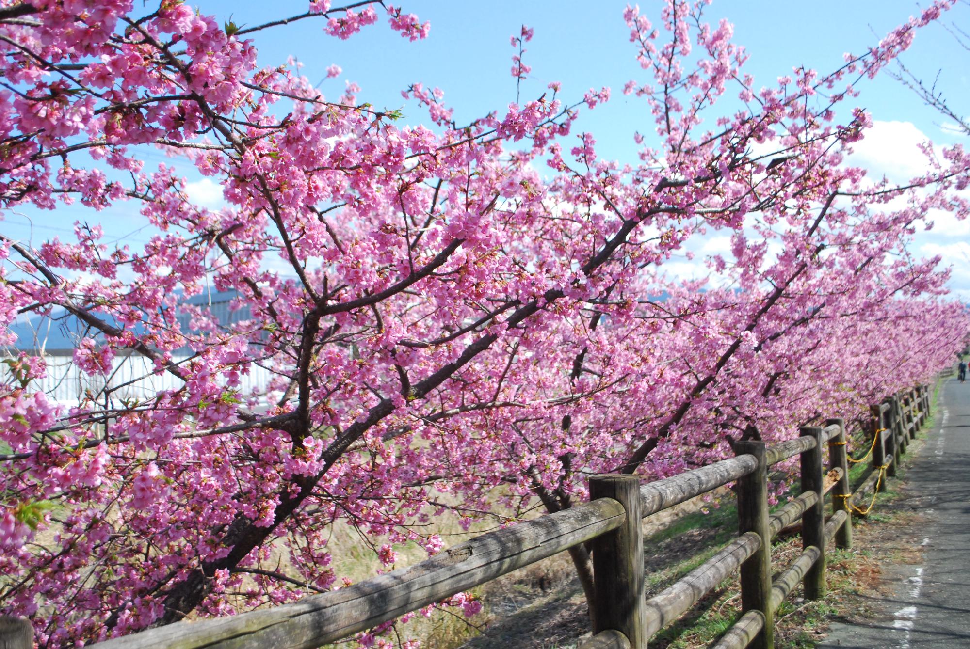 藤原京大橋の河津桜