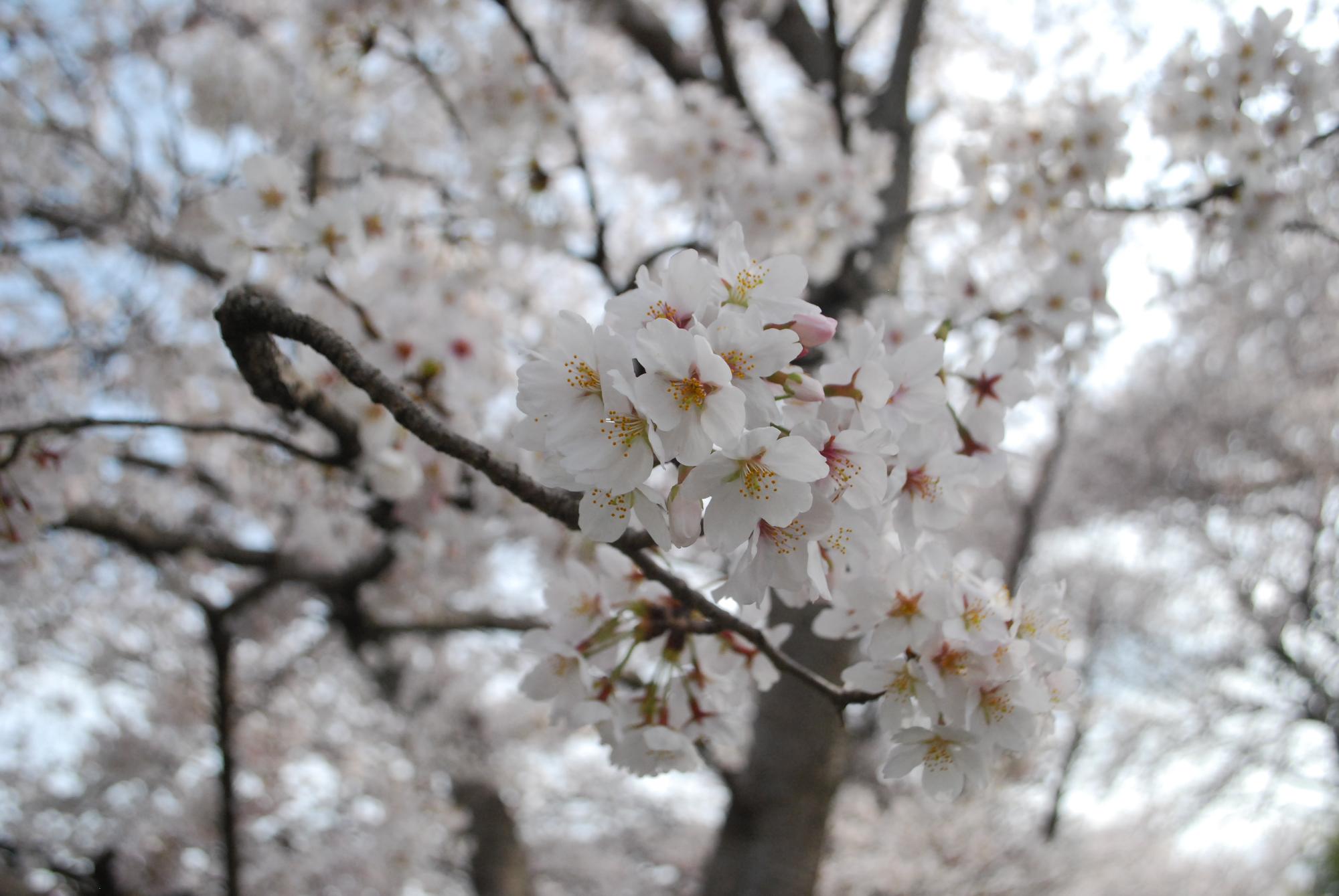 白い桜のクロースアップ