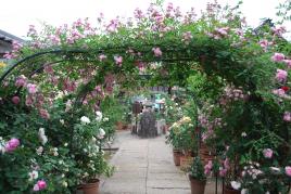 淡いピンクのバラが咲いたアーチの奥に庭先が見えている様子の写真