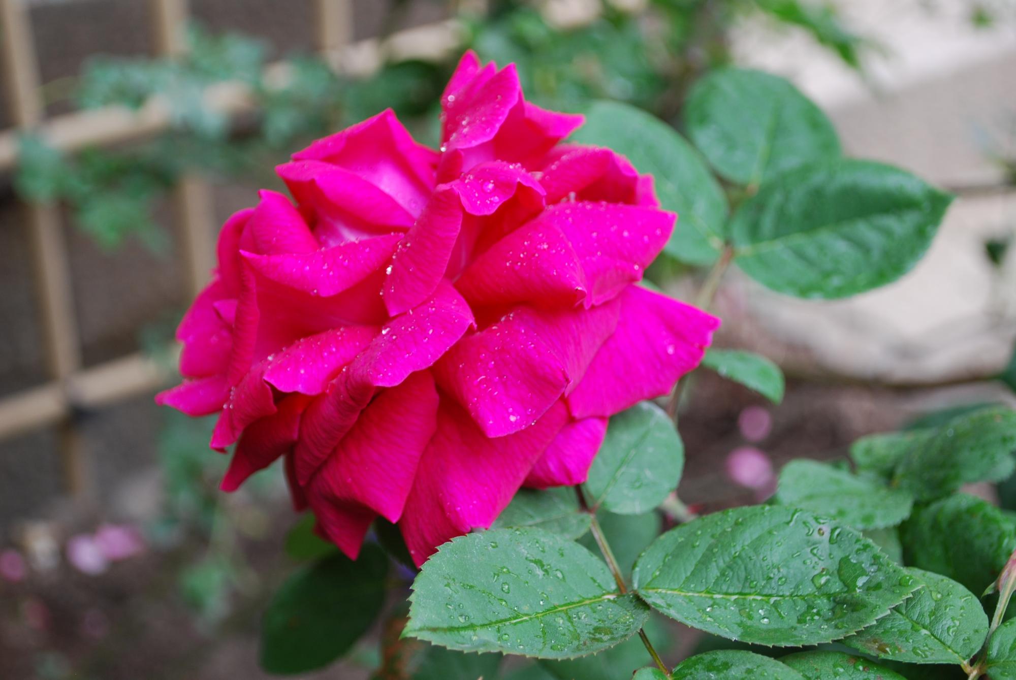 一輪の濃いピンク色のバラとその葉っぱが少し濡れて咲いている様子の写真