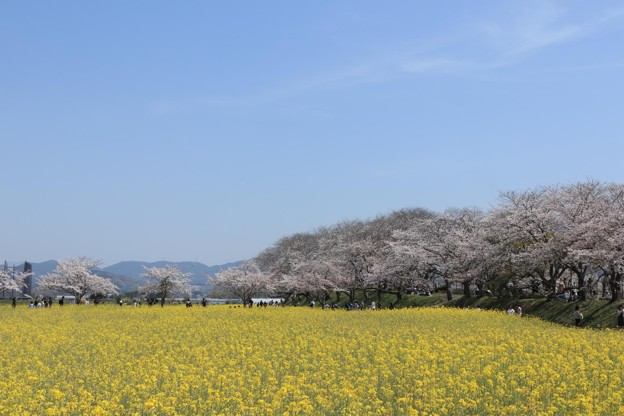 藤原宮跡の桜と菜の花