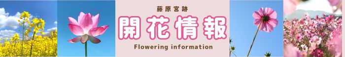 藤原宮跡花園開花情報ページへのリンク
