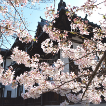 今井まちなみ交流センター華甍に咲く桜写真